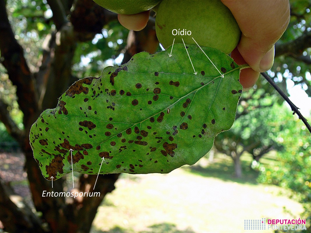 Entomosporium maculatum >> Entomosporium maculatum e oidio en folla de marmeleiro.jpg